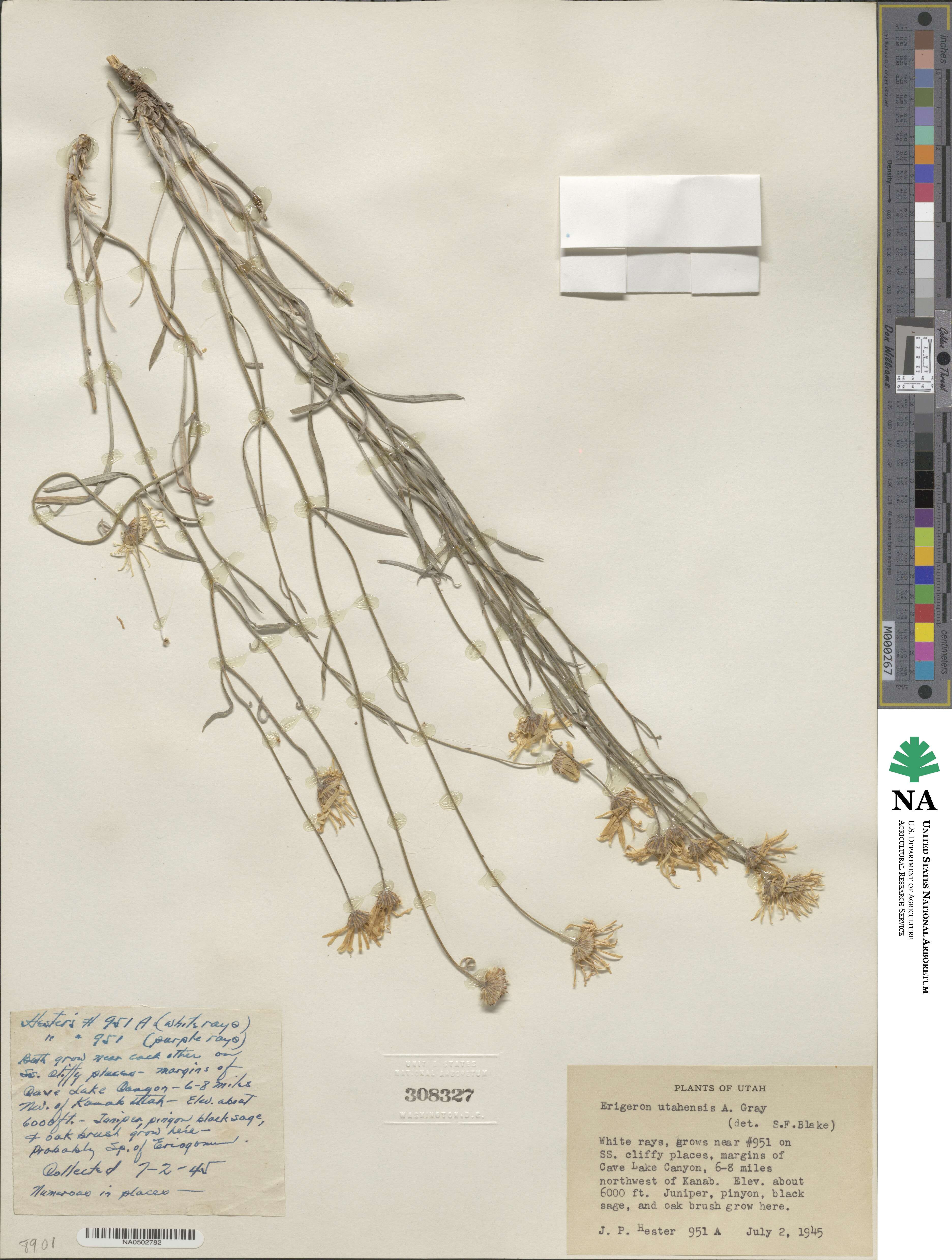 Erigeron utahensis image