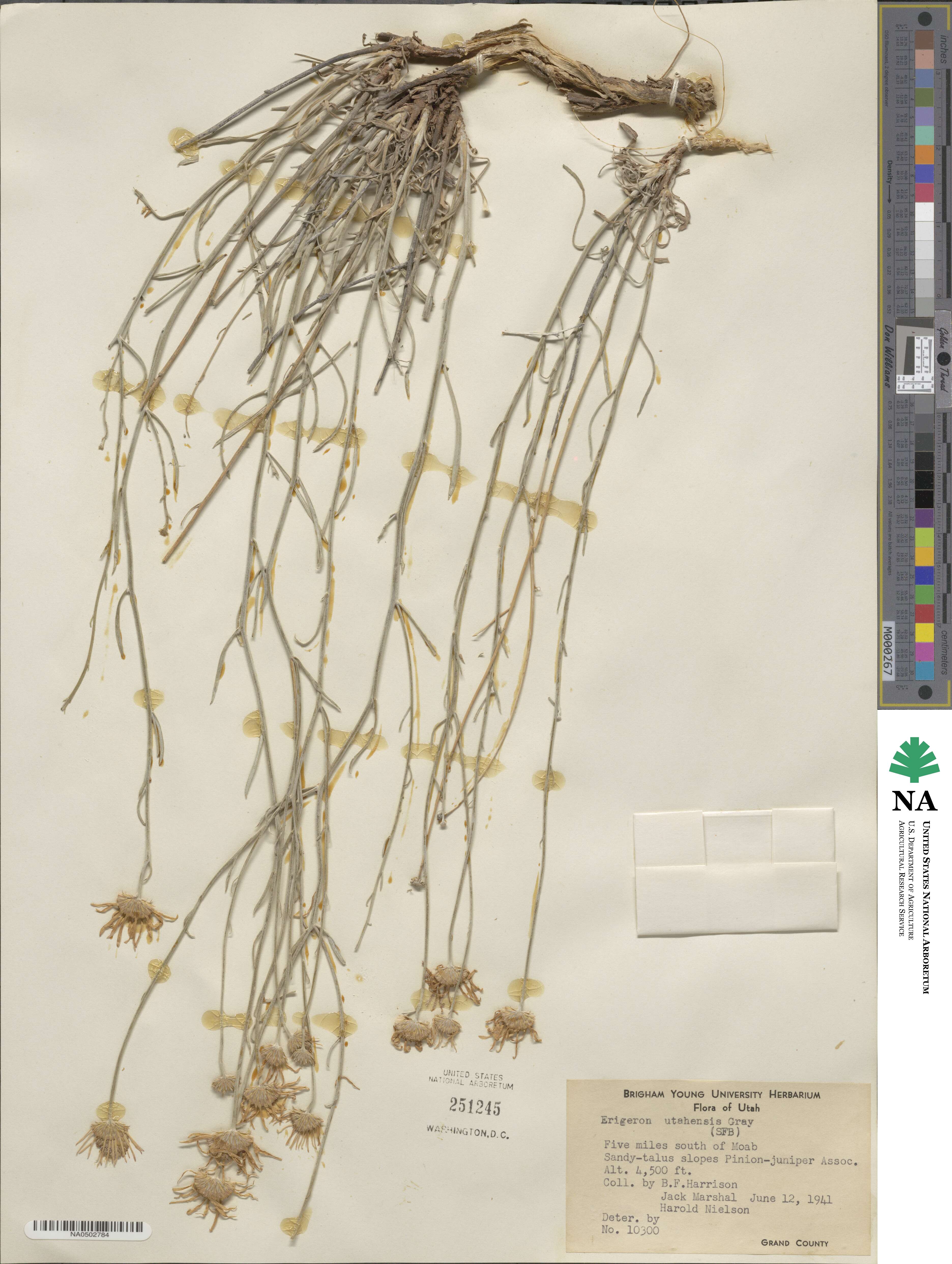 Erigeron utahensis image