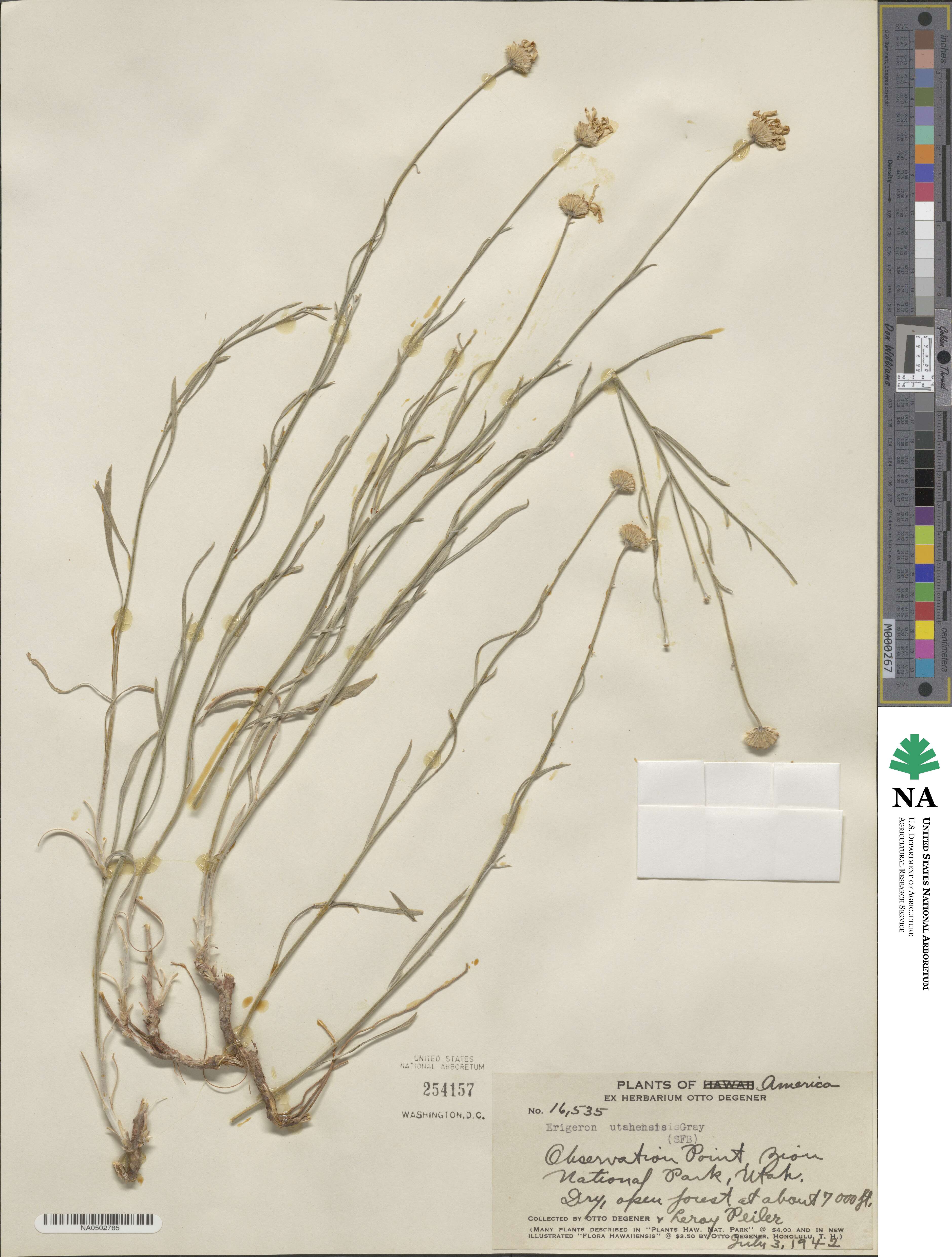 Erigeron utahensis image