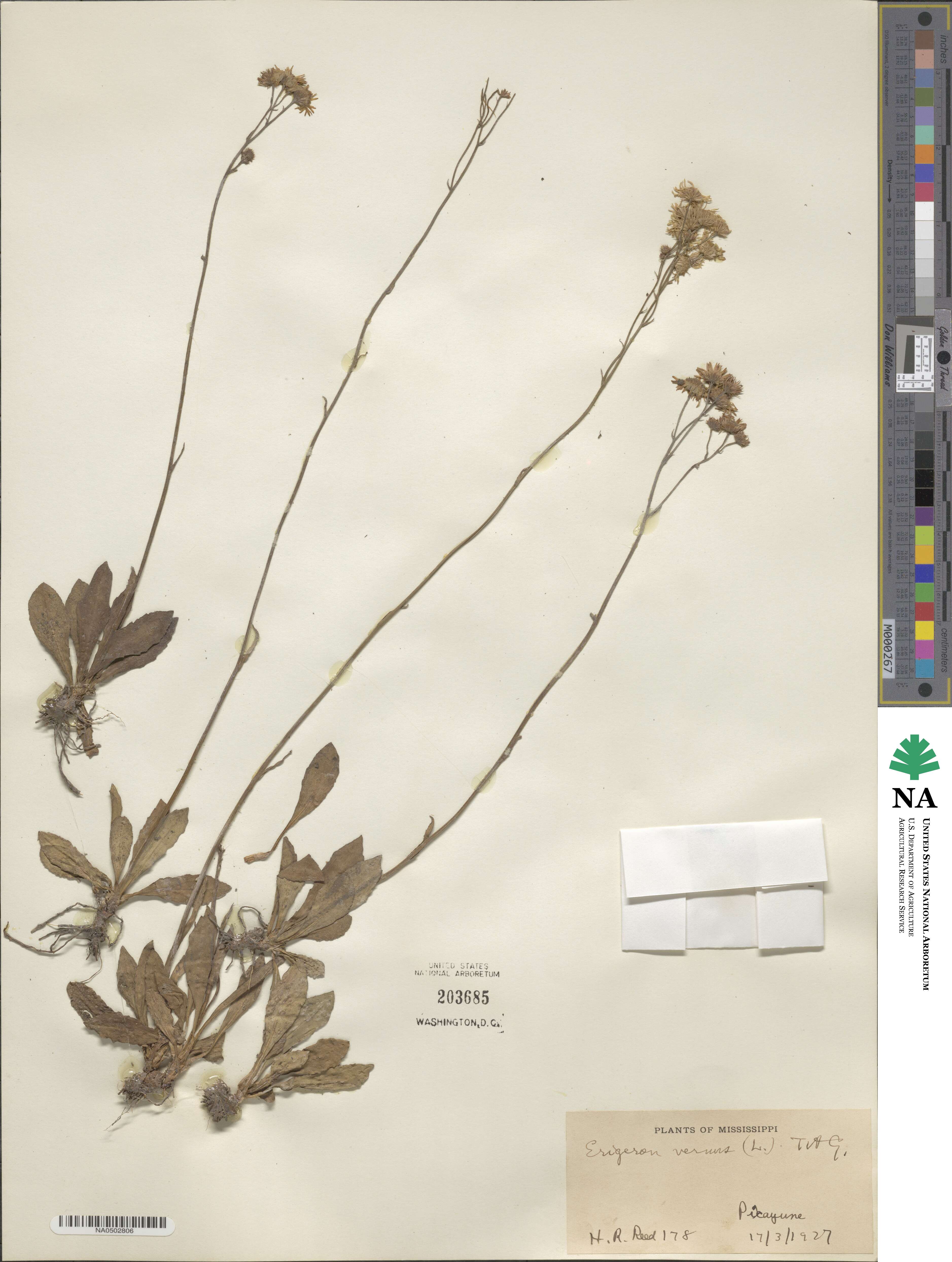 Erigeron vernus image