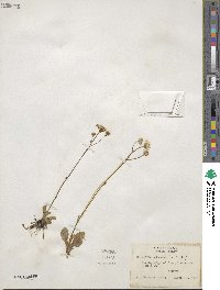 Erigeron vernus image