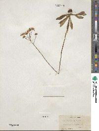 Erigeron vernus image