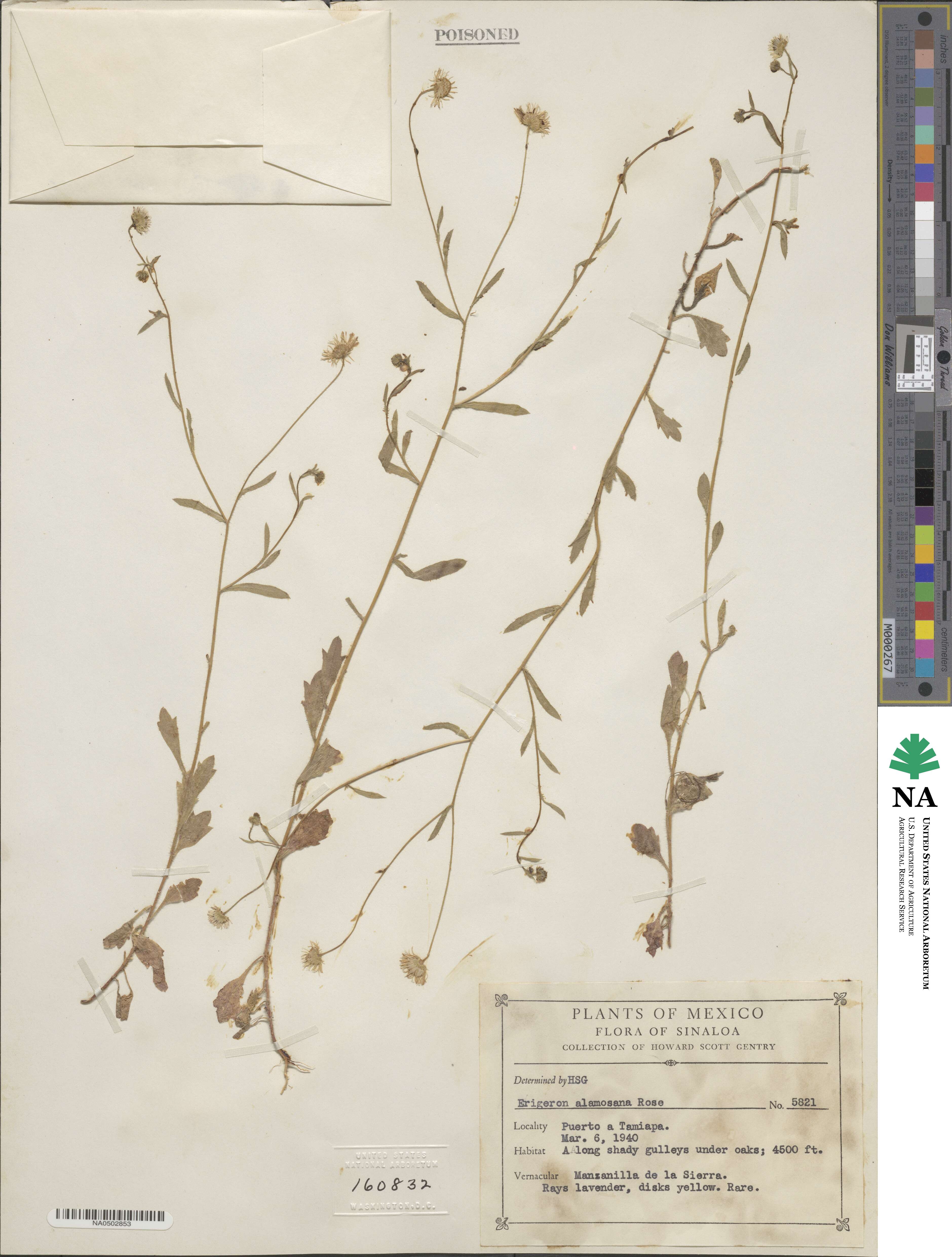 Erigeron velutipes image