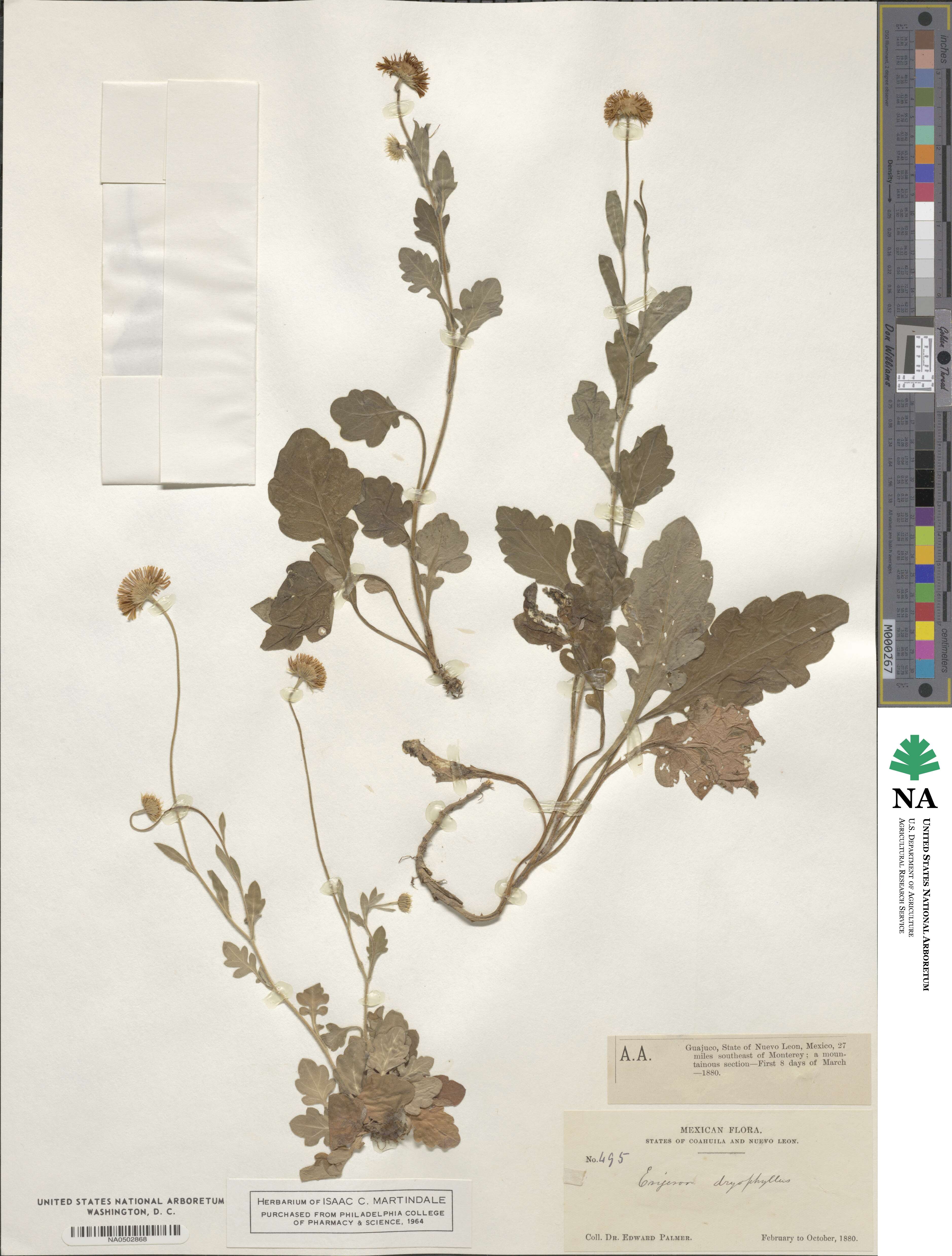 Erigeron dryophyllus image