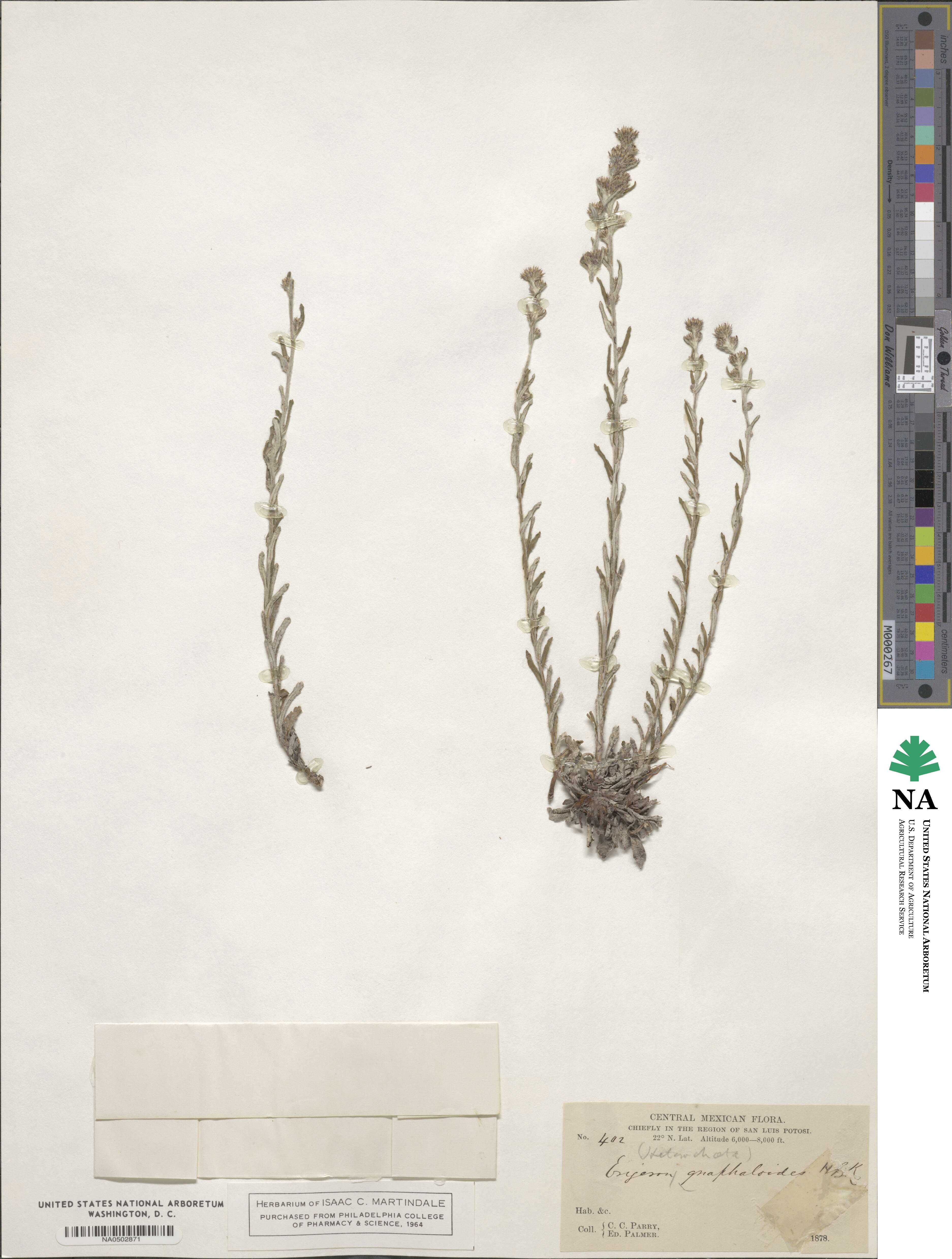 Laennecia confusa image