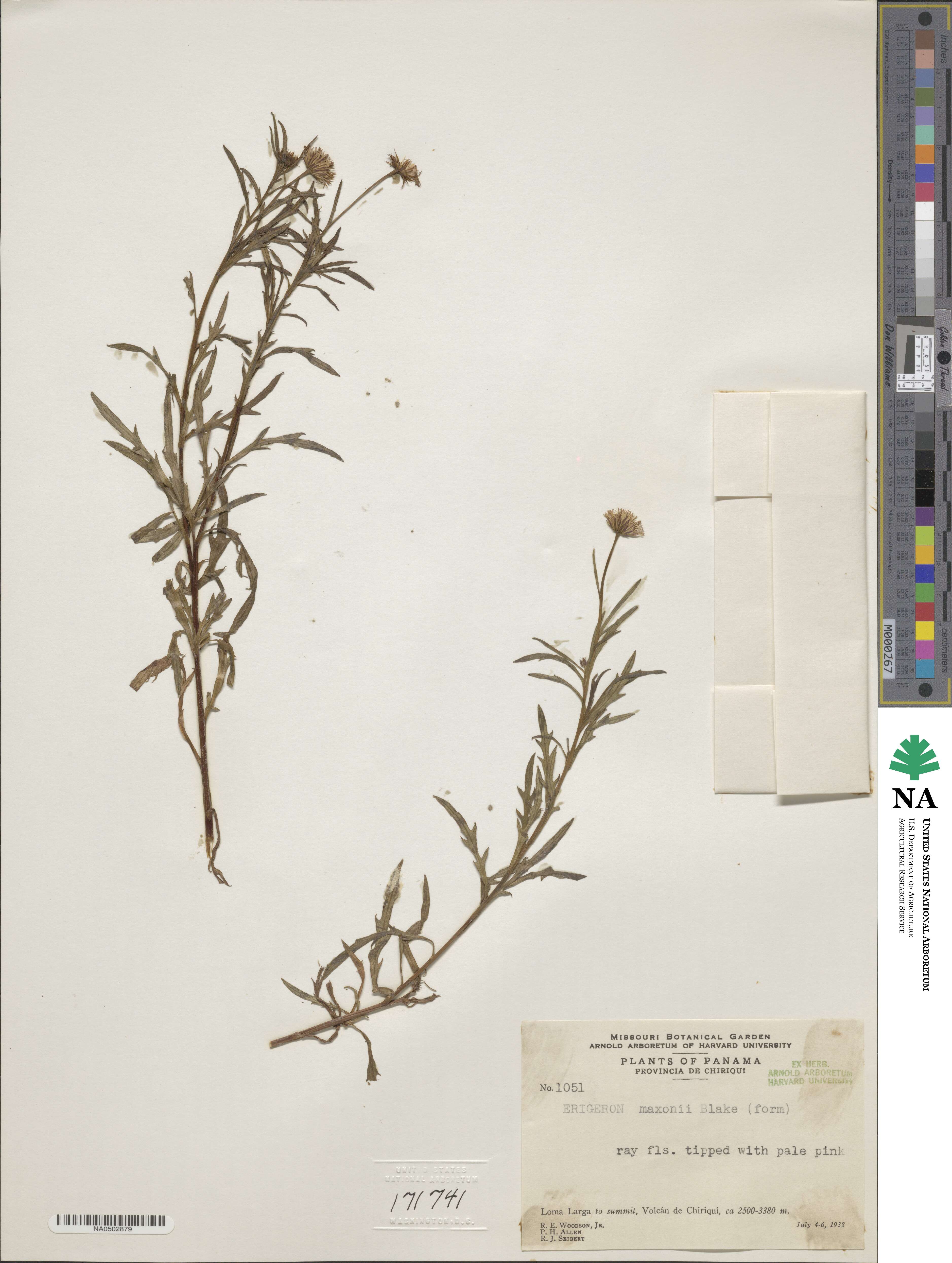 Erigeron maxonii image