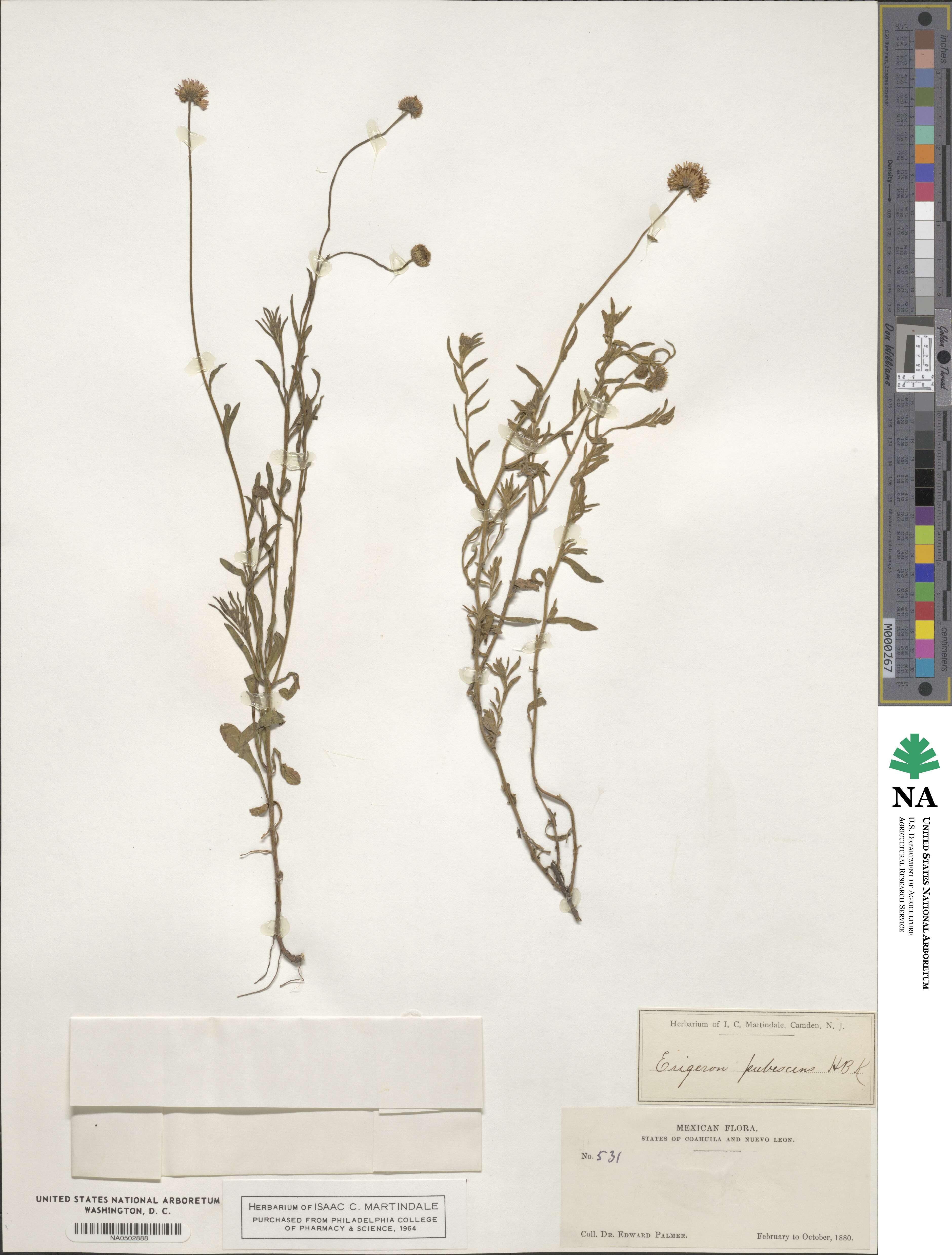 Erigeron pubescens image