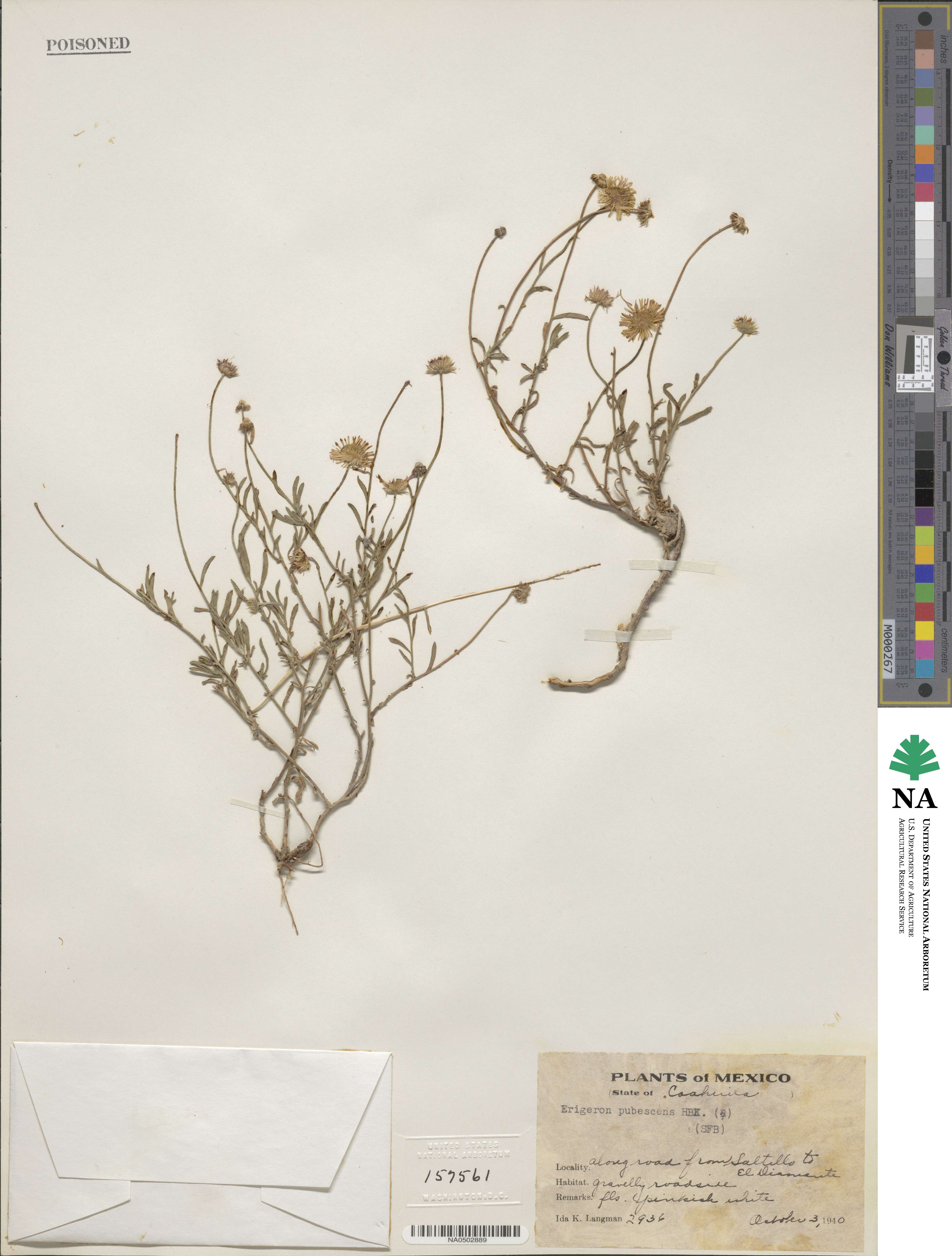 Erigeron pubescens image