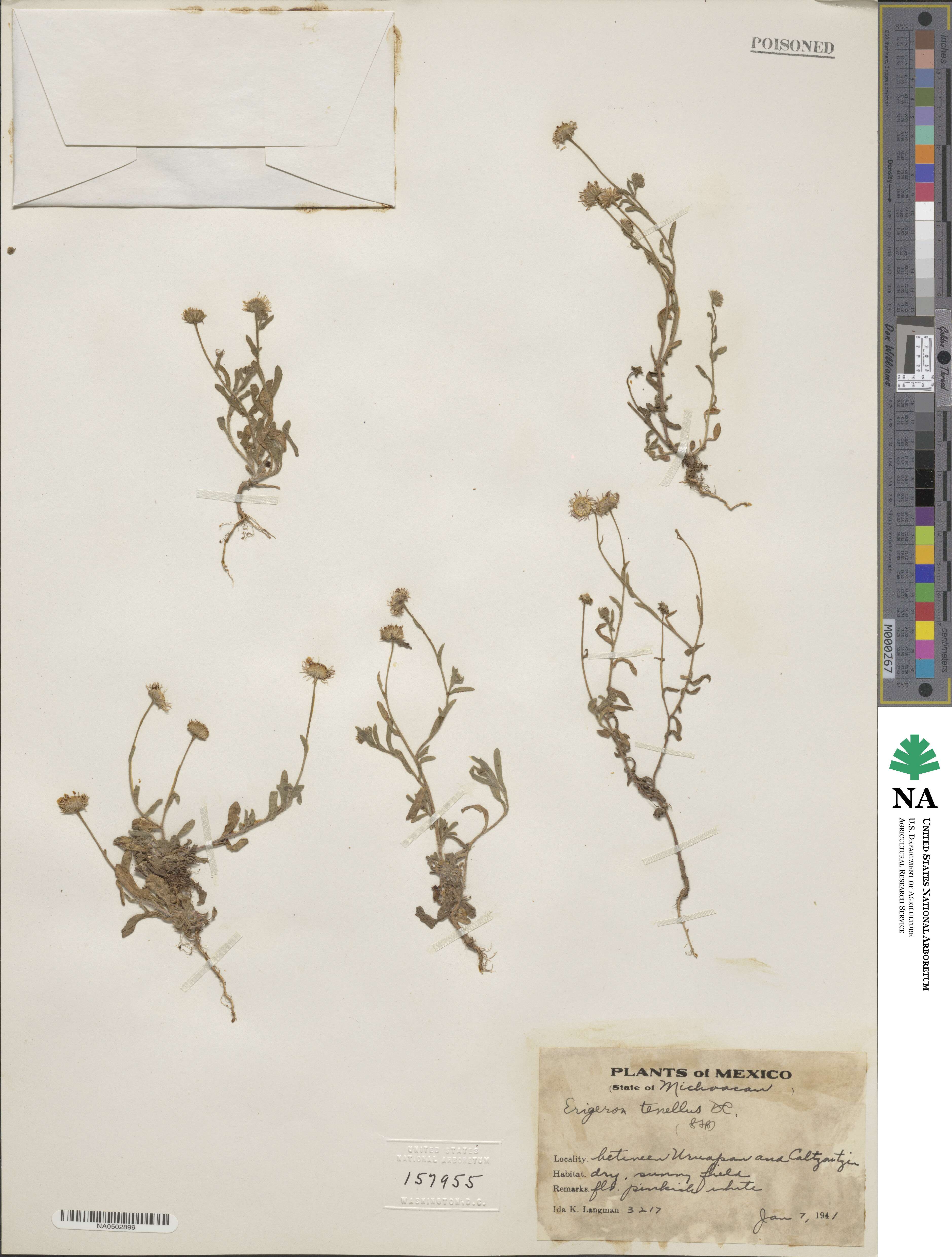 Erigeron tenellus image