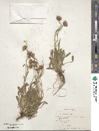 Erigeron andicola image