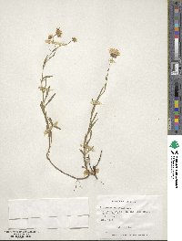 Erigeron andicola image