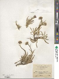 Erigeron myosotis image