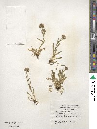 Erigeron myosotis image