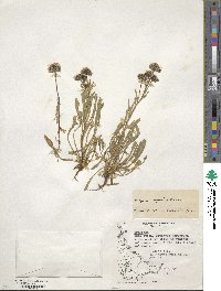 Erigeron myosotis image