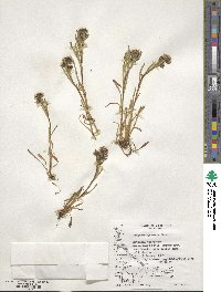 Erigeron myosotis image