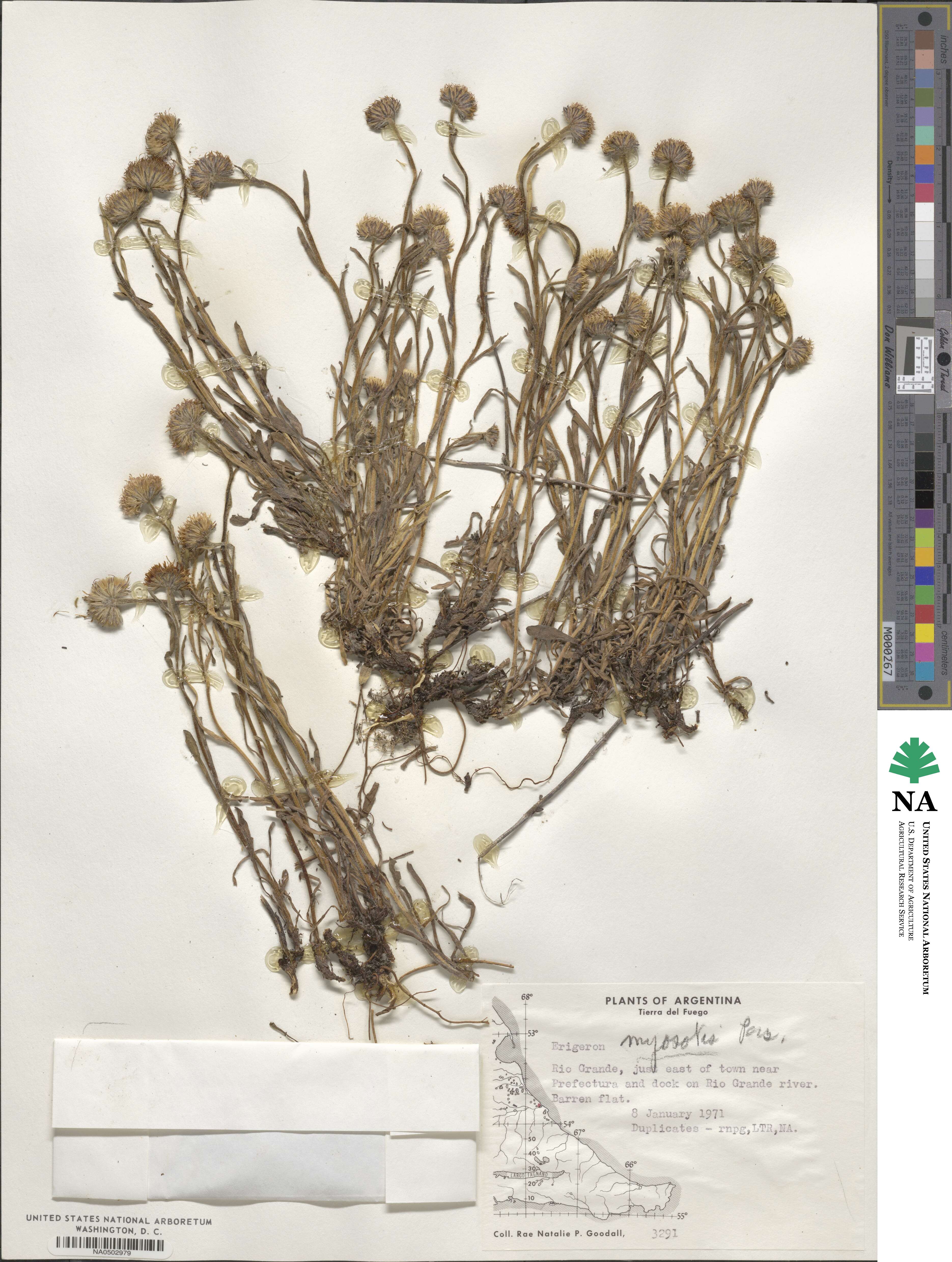 Erigeron myosotis image