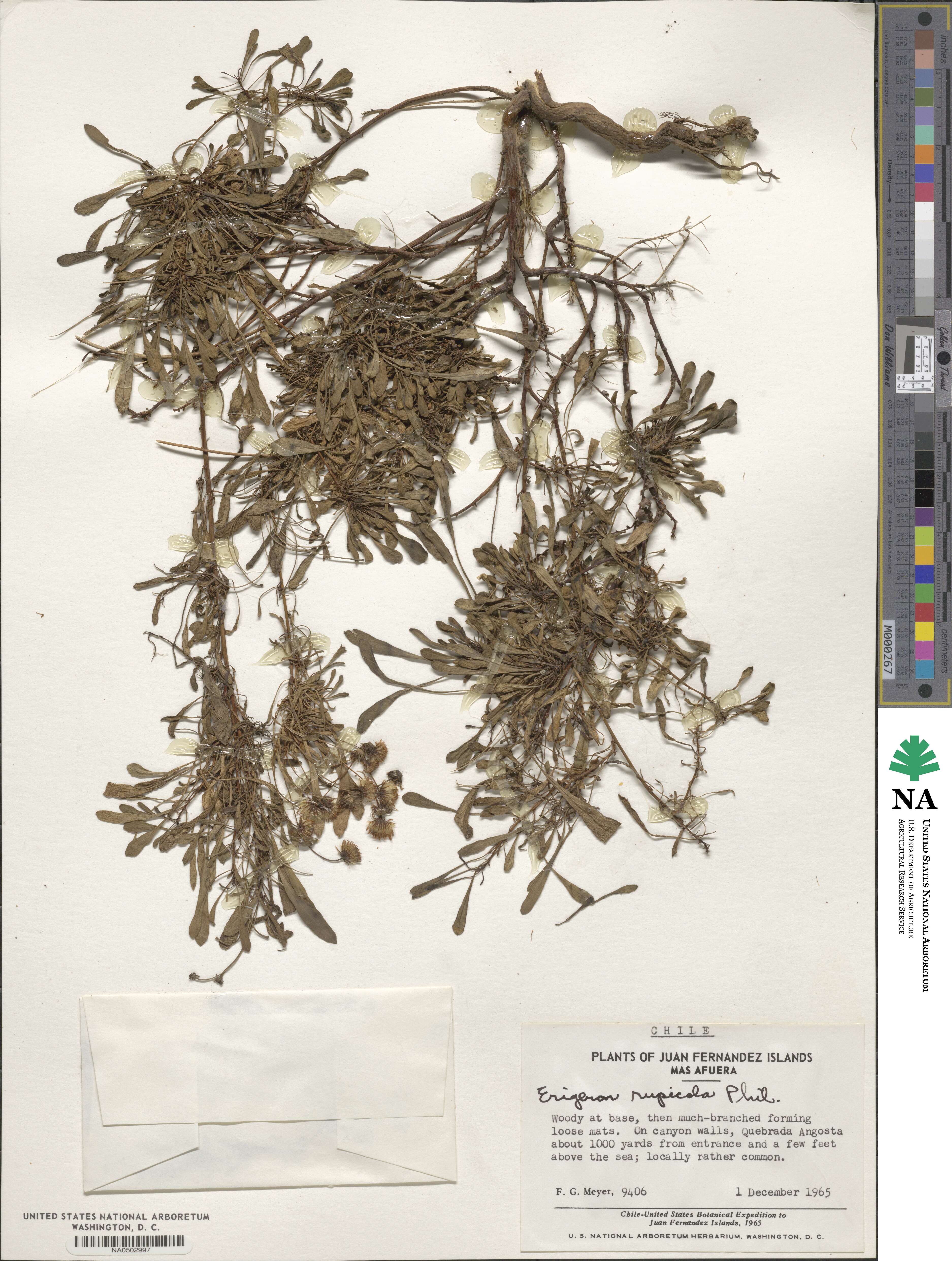 Erigeron rupicola image