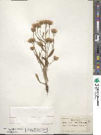 Erigeron acris image