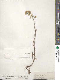 Erigeron acris image