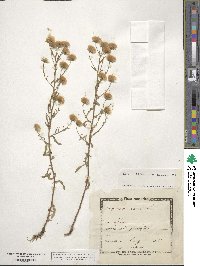 Erigeron acris image