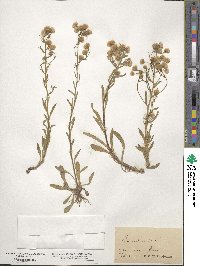 Erigeron acris image