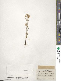 Erigeron acris image