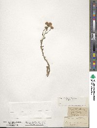 Erigeron acris image