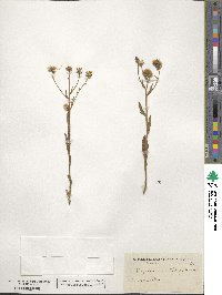 Erigeron acris image