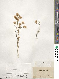 Erigeron acris image