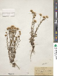 Erigeron acris image