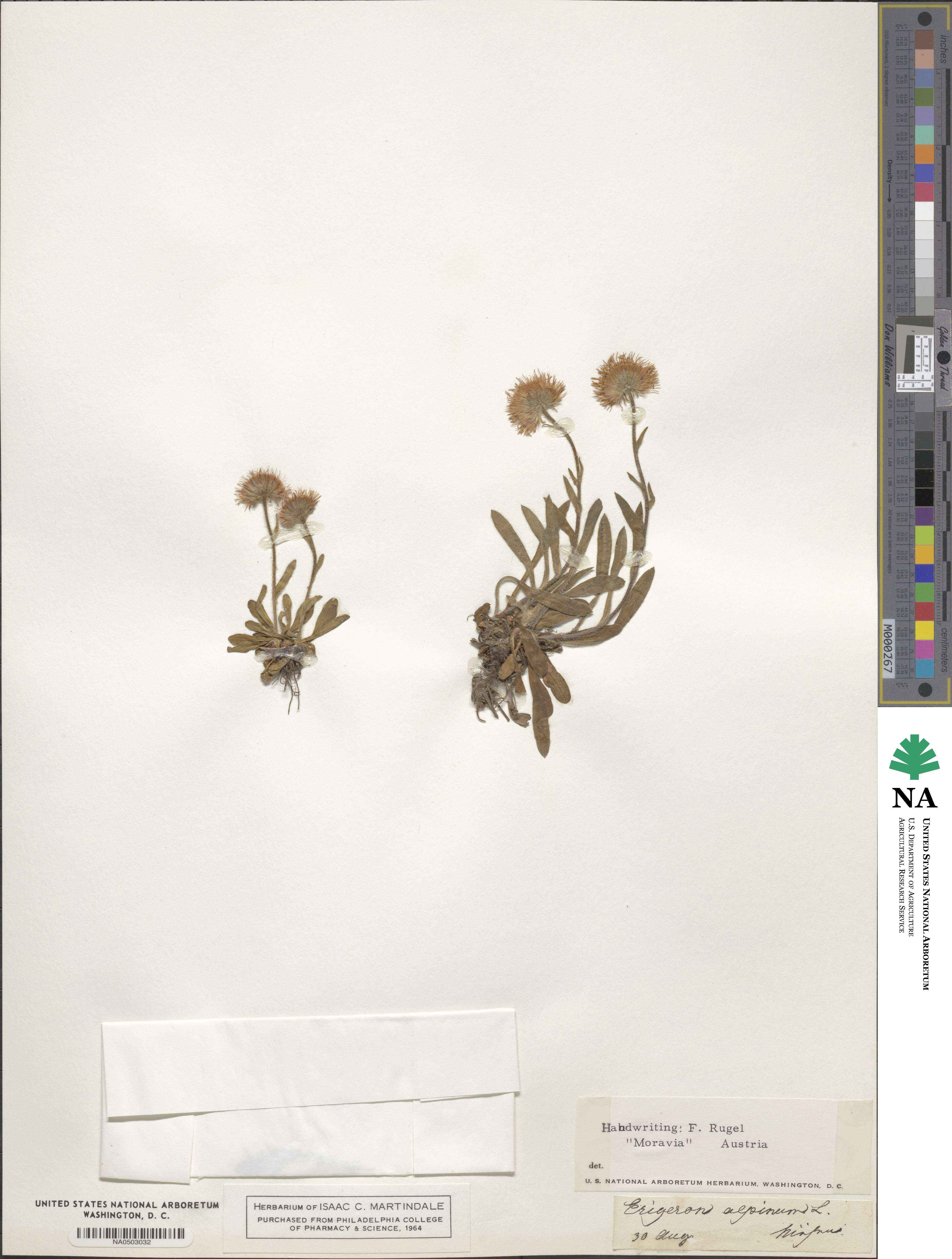 Erigeron alpinus image