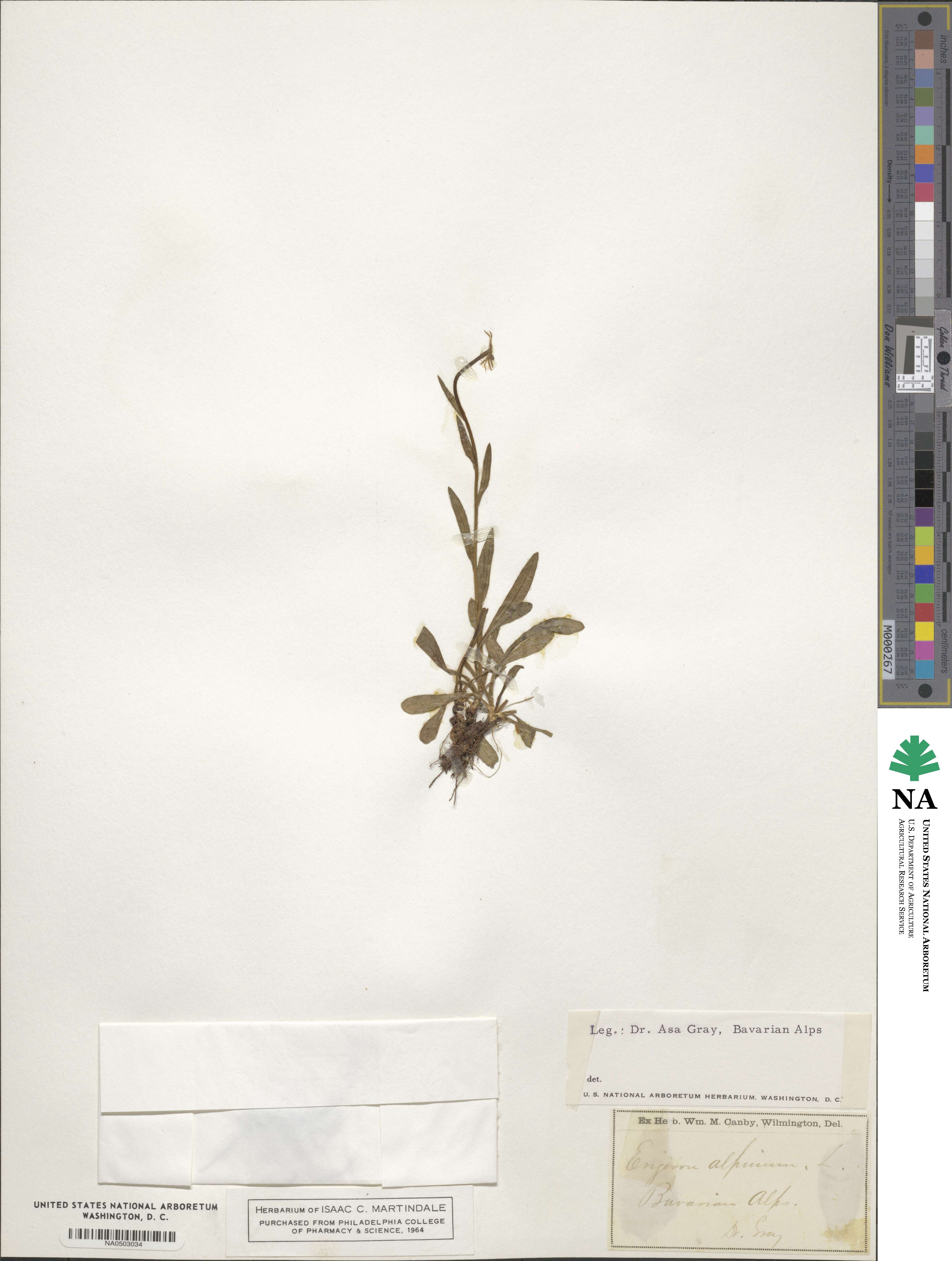 Erigeron alpinus image