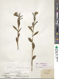 Erigeron annuus image