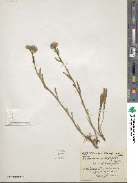 Image of Erigeron borealis