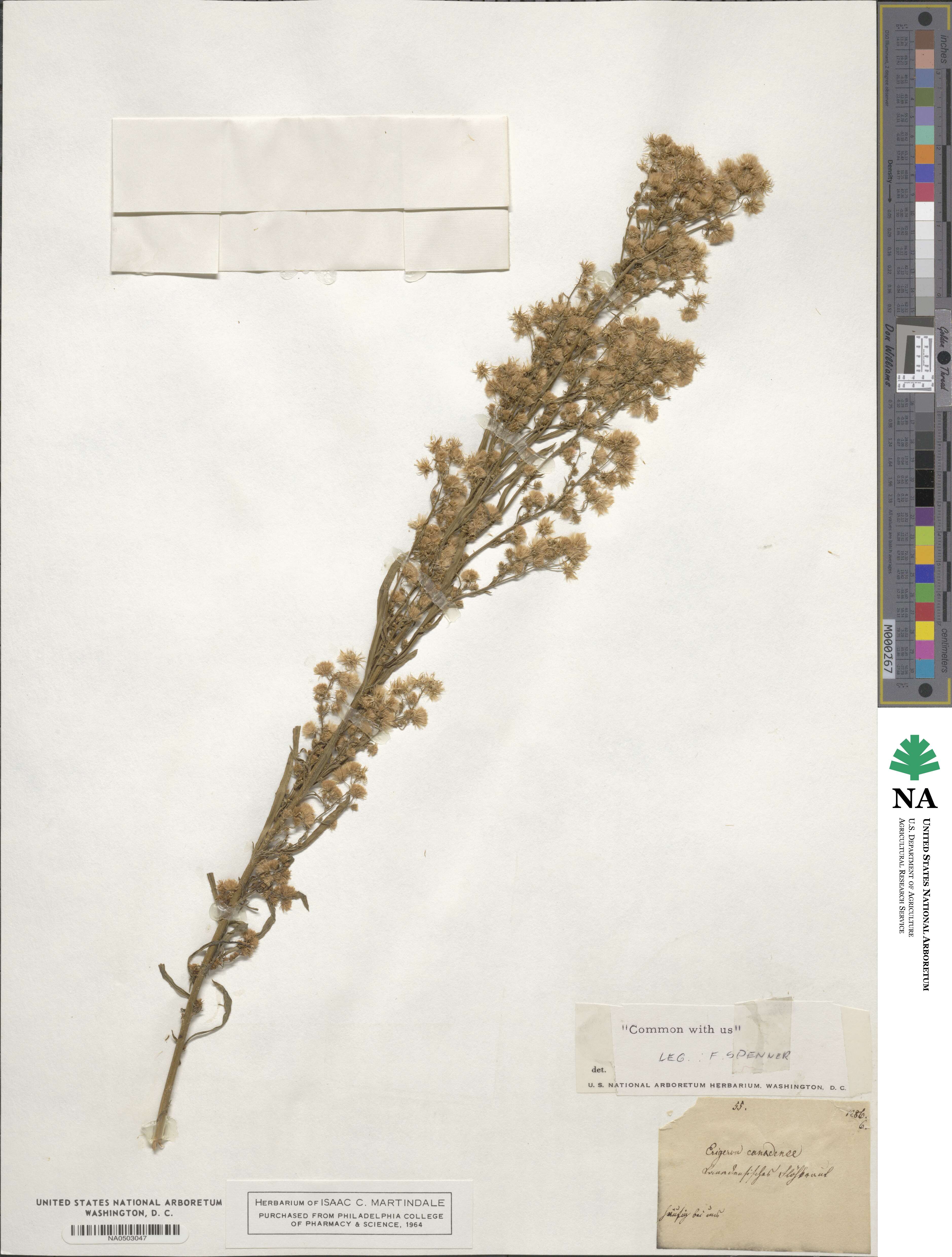 Erigeron canadensis image