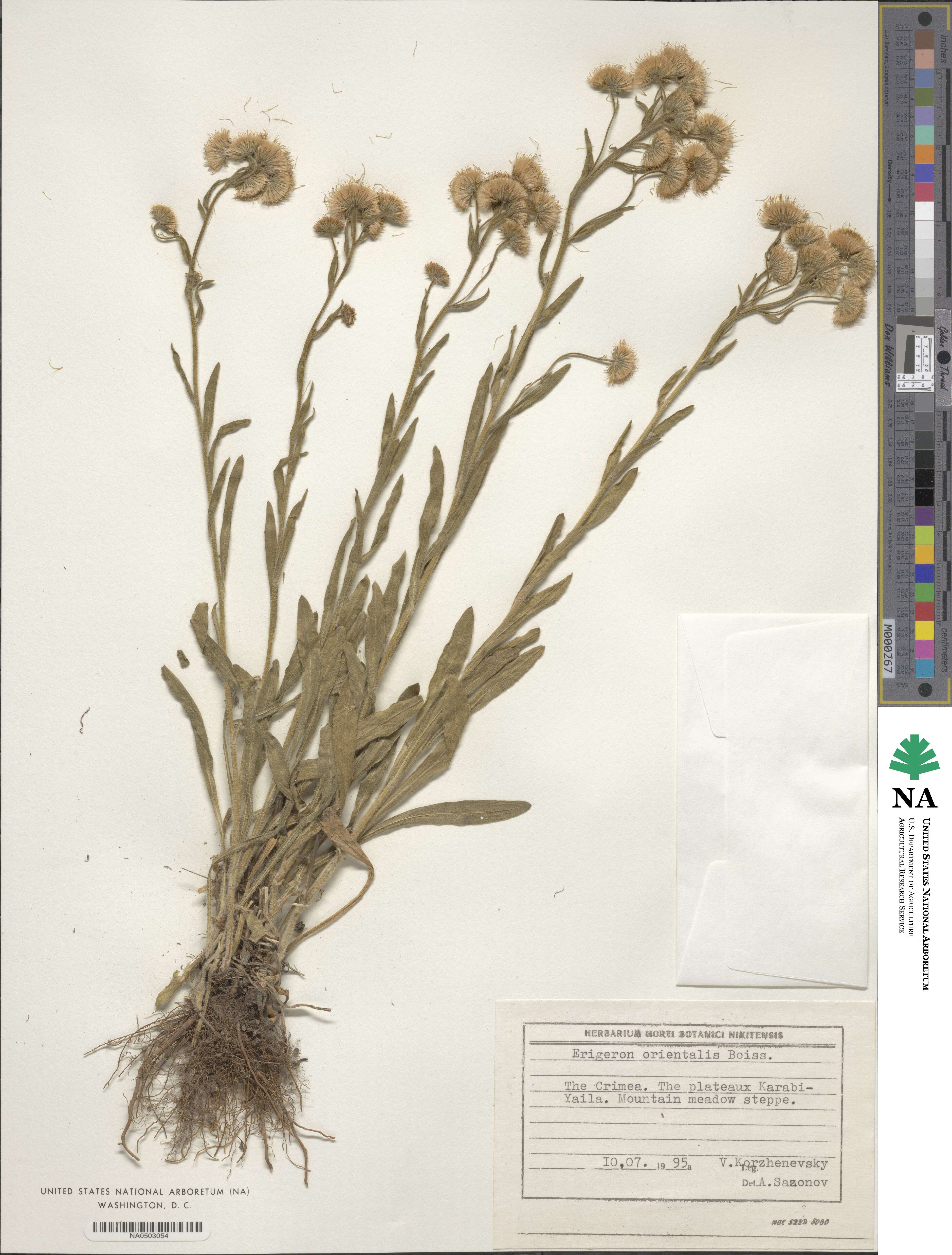 Erigeron acris subsp. acris image