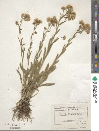 Erigeron acris subsp. acris image