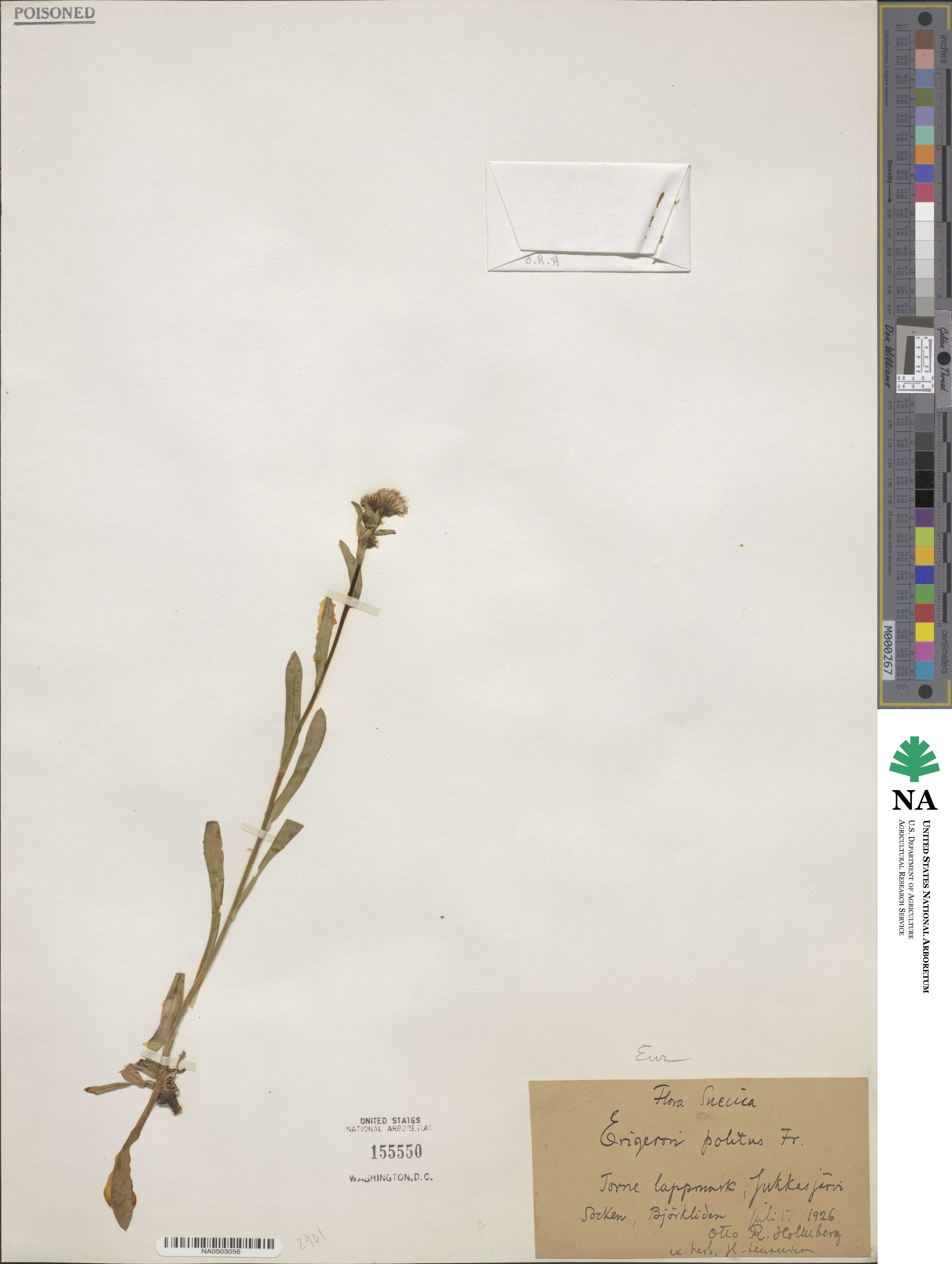 Erigeron politus image