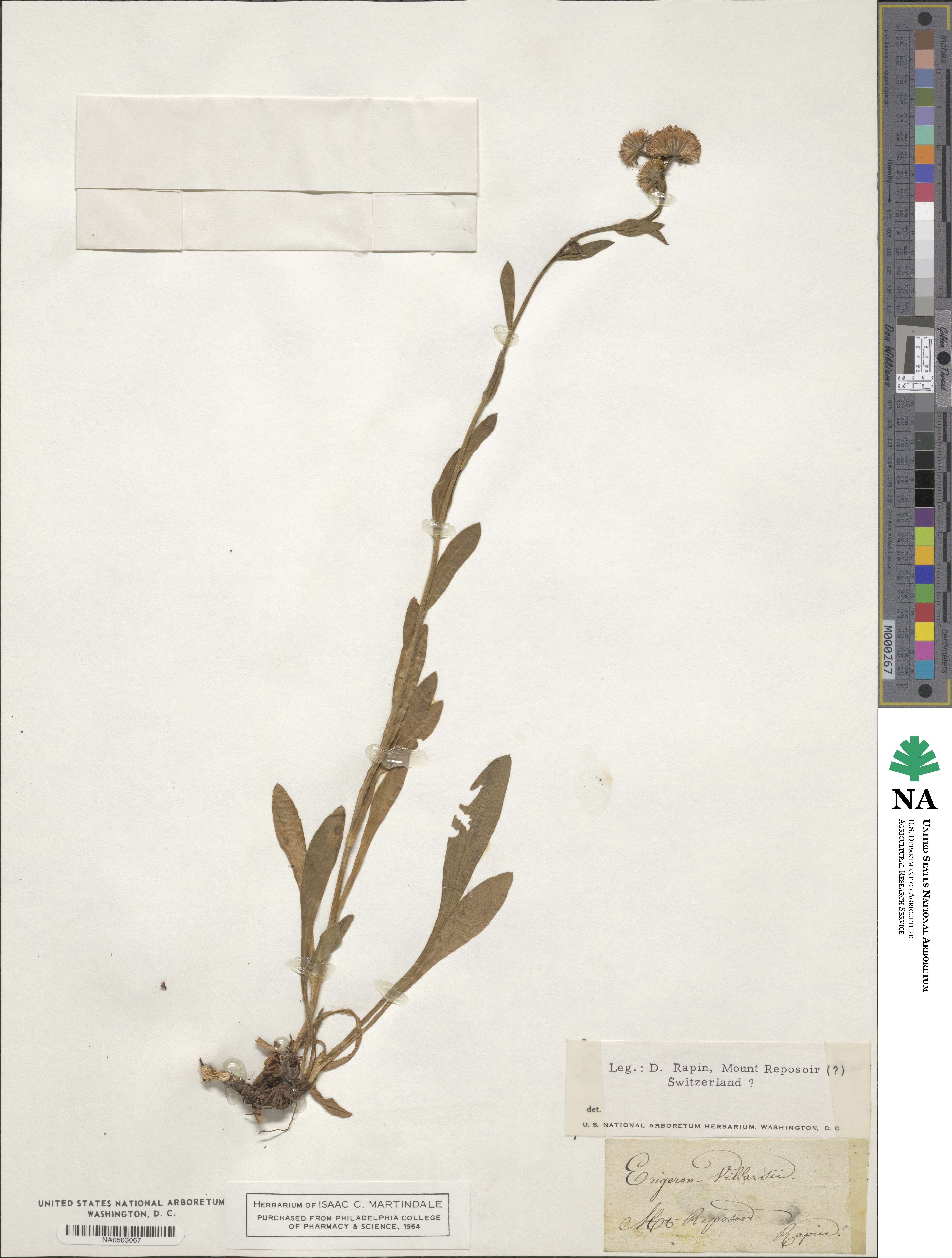 Erigeron atticus image