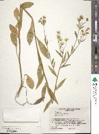 Erigeron acris image