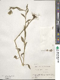 Erigeron acris image