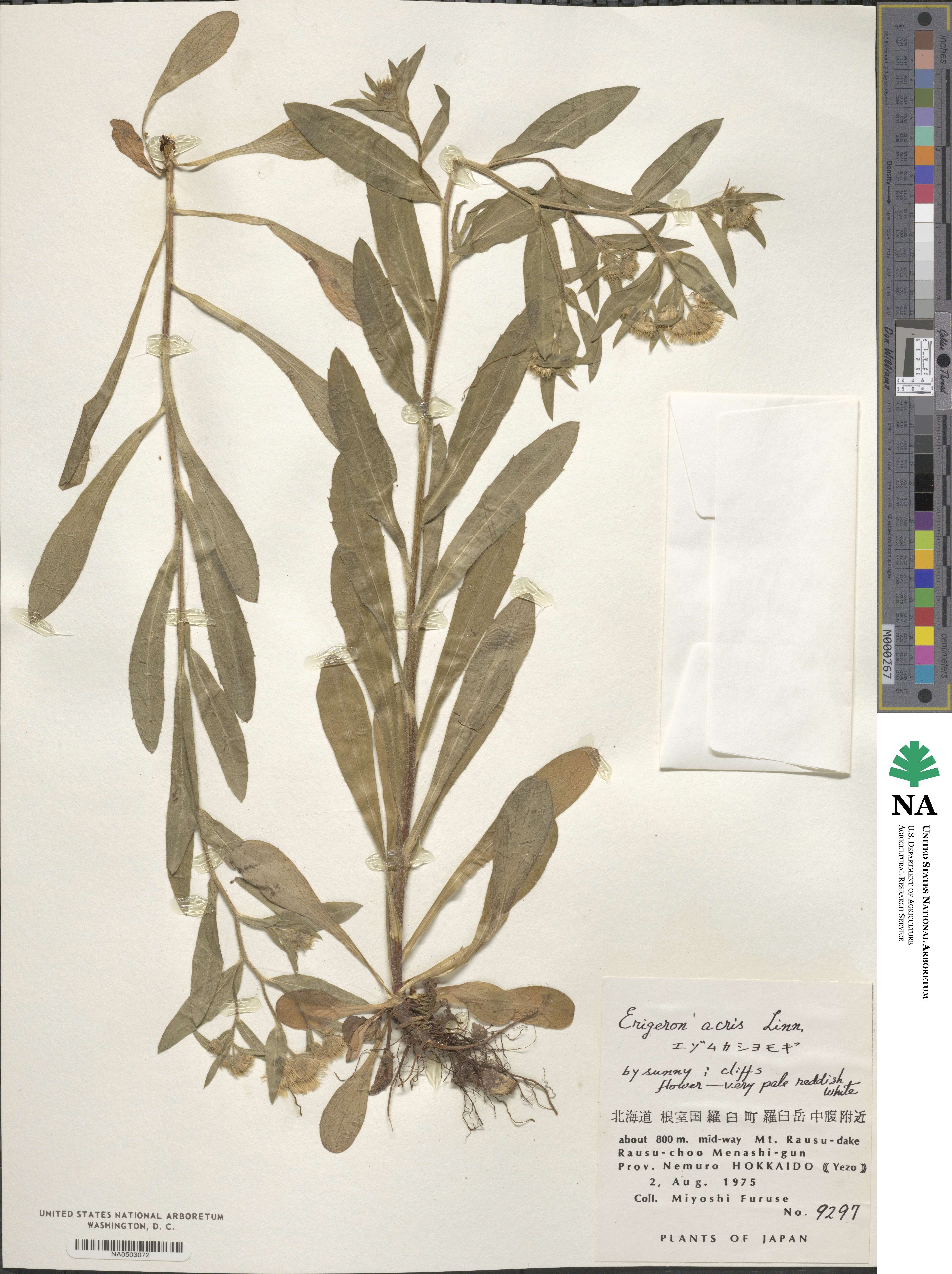 Erigeron image