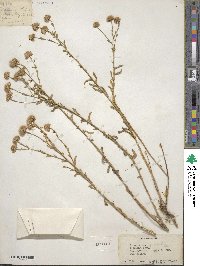 Erigeron acris image