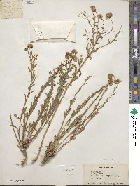 Erigeron acris image