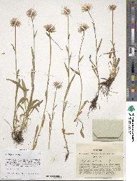 Image of Erigeron altaicus