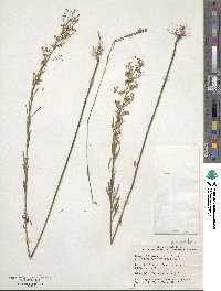 Erigeron annuus image