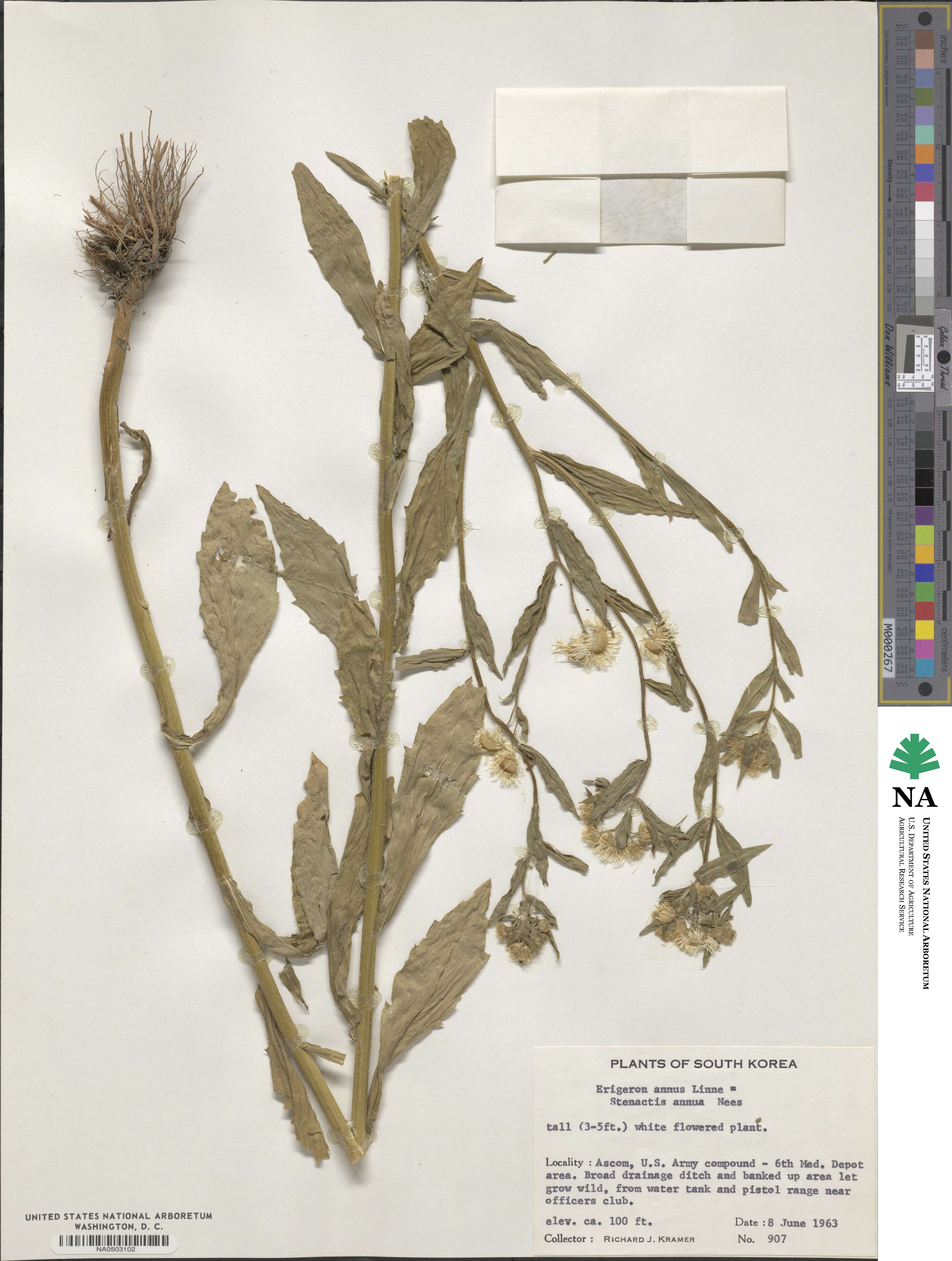 Erigeron annuus image