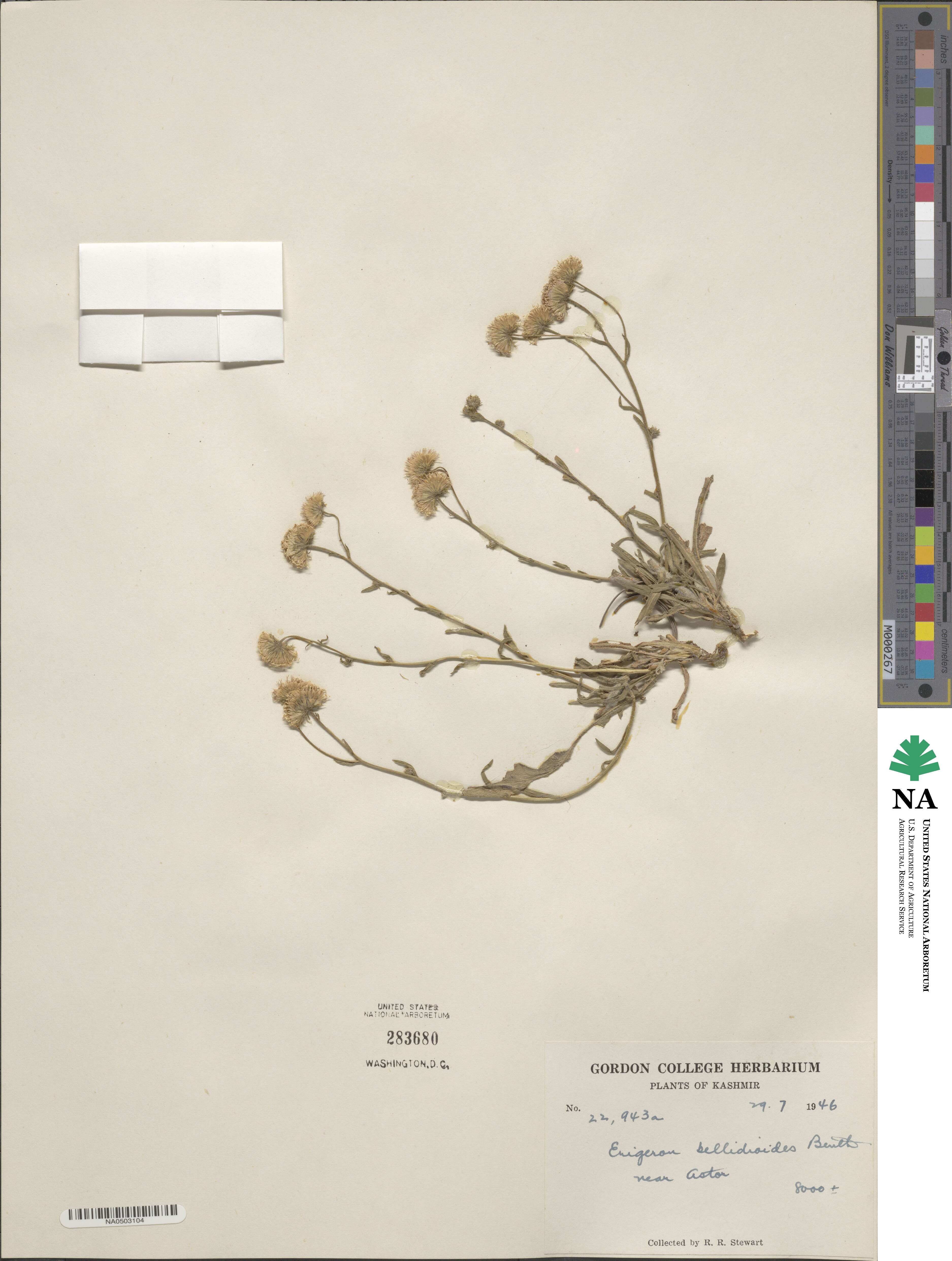Pappochroma bellidioides image