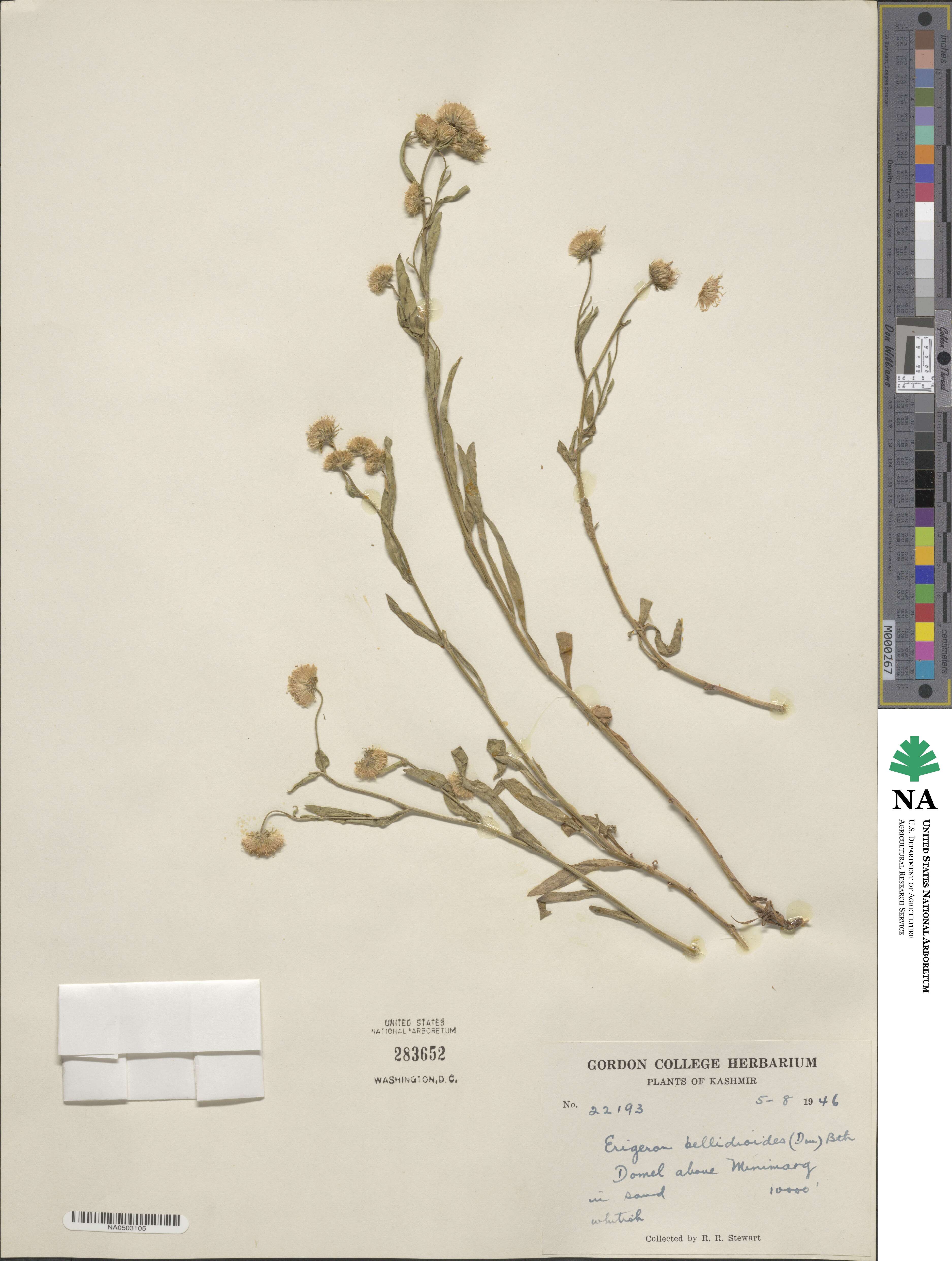 Pappochroma bellidioides image