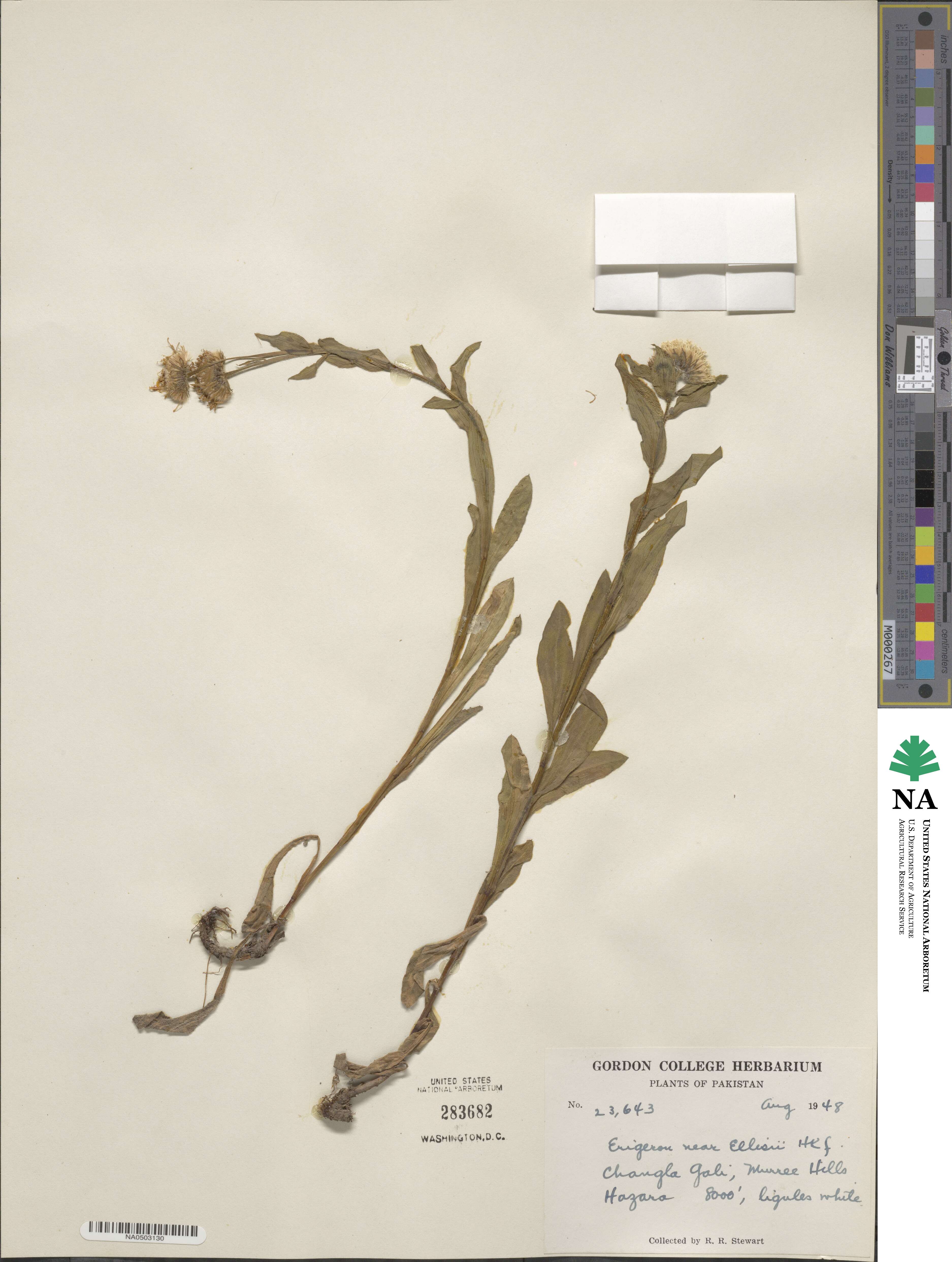 Erigeron semibarbatus var. roylei image